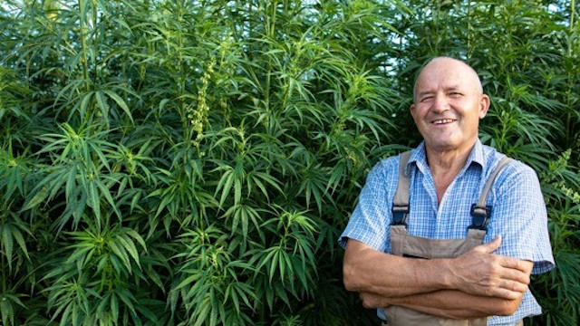 ¿Cuál es el mejor momento para plantar marihuana?
