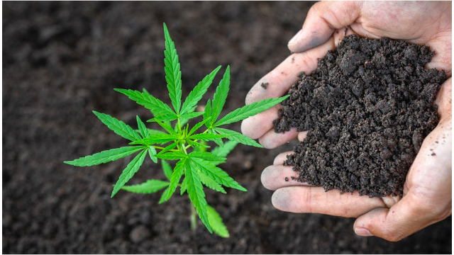 Mejores fertlizantes para marihuana 2022