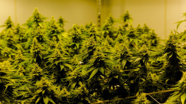 Las 10 mejores variedades Kush
