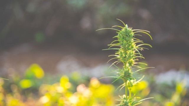 Tipos de marihuana (índica, sativa, ruderalis e híbridos)
